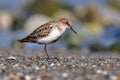 Little Stint - Calidris minuta Royalty Free Stock Photo