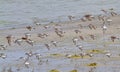 Little Stint and Curlew Sandpiper