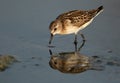 Little Stint feeding at Asker marsh with reflection on water, Bahrain