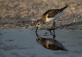 Little Stint feeing at Asker marsh with reflection on water, Bahrain Royalty Free Stock Photo