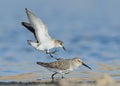 Little Stint Fight With Dunlin Royalty Free Stock Photo