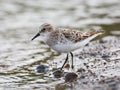 Little Stint, Kleine Strandloper, Calidris minuta