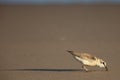 Little Stint with prey. Royalty Free Stock Photo