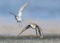 Little Stint Royalty Free Stock Photo