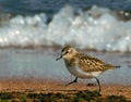 Little Stint at the shoreline Royalty Free Stock Photo