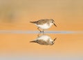 Little Stint Royalty Free Stock Photo