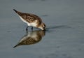 Little Stints feeding at Asker marsh with reflection on water, Bahrain Royalty Free Stock Photo