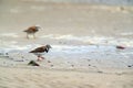 Little stints and sandpipers Royalty Free Stock Photo