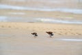 Little stints and sandpipers Royalty Free Stock Photo