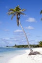 Little Stirrup Cay Island Leaning Palm Tree Royalty Free Stock Photo