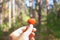 Little stone toy heart shape in man& x27;s hand on forest background Royalty Free Stock Photo