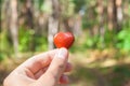 Little stone toy heart shape in man& x27;s hand on forest background Royalty Free Stock Photo