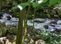 Little Stony Creek in the Jefferson National Forest, USA Royalty Free Stock Photo