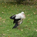 Little stork stands alone on the lawn Royalty Free Stock Photo