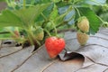 A little strawberry in Khaokho farm