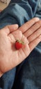 Little strawberry in women hand