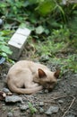 Little stray brown cat laying