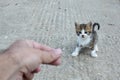 Little stray cat.Man trying to help homeless kitten.