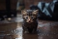 Little stray abandoned kitten, hungry, shivering and wet, sitting alone . Generative AI