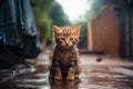 Little stray abandoned kitten, hungry, shivering and wet, sitting alone incold rain . Generative AI