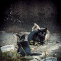 A Little stray kittens sitting on a street near of the old wall. Sad eyes of homeless kittens. Portrait of stray dirty
