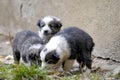 little stray puppies. black and white  homeless puppy dog sitting on street. loneliness and trust, care for abandoned Royalty Free Stock Photo