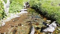 Little stream flowing in idyllic uncontaminated environment crossing green meadows on the Italian Alps in summer.