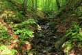 Little stream in mountain forest, Bieszczady Mountains, Poland Royalty Free Stock Photo