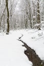 little stream among the trees