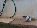 Little street cat eating crackers while feeling alert Royalty Free Stock Photo