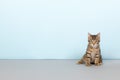 Little striped cat on blue background Royalty Free Stock Photo
