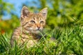 Little striped cat in the garden sitting in the green grass on a sunny day Royalty Free Stock Photo