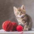 Little striped cat with red balls of knitting yarn. Life with cats, domestic pet, hobby, knitting concept Generative AI Royalty Free Stock Photo