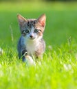 Little striped kitten hiding in the grass Royalty Free Stock Photo