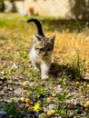 Little striped kitten hiding in the grass in sunlight Royalty Free Stock Photo