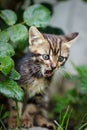 Little Striped Kitten Meowing Outdoors