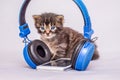 A little striped kitten near the headphones and mobile phone. Ba