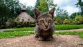 Little striped kitten sitting on the walkway in the garden Royalty Free Stock Photo