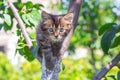 Little striped kitten on a tree on a pretty summer day_