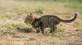 Little striped kitten walking