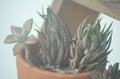 Little succulent plant in flower pot