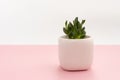 Little succulent plant in a white pot on a pink and white background. Design concept. Copy space mockup