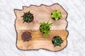 Little succulent plants on beautiful wooden surface