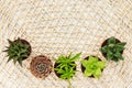 Little succulent plants on natural mesh background