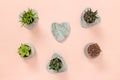 Little succulent plants on pastel pink background