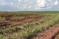 A little sugar cane using a technique called meiosis. growing cane in the field. land for sugar cane production