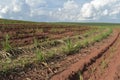 A little sugar cane using a technique called meiosis. growing cane in the field. land for sugar cane production