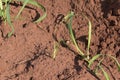 A little sugar cane using a technique called meiosis. growing cane in the field. land for sugar cane production