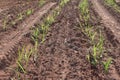 A little sugar cane using a technique called meiosis. growing cane in the field. land for sugar cane production