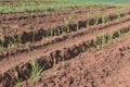 A little sugar cane using a technique called meiosis. growing cane in the field. land for sugar cane production